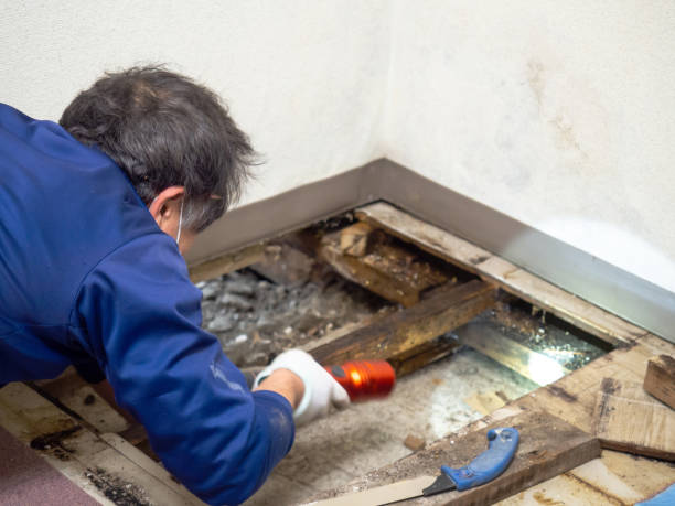 Best Residential Mold Removal  in Bogalusa, LA