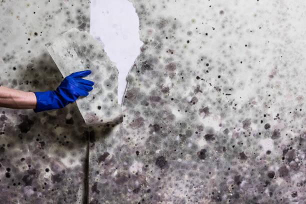 Certified Mold Removal in Bogalusa, LA